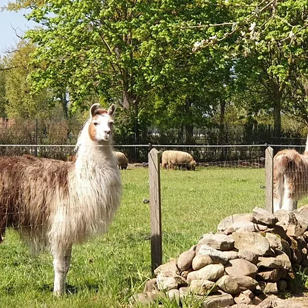 Naturhof Buschwiesen - Nandu דירה *