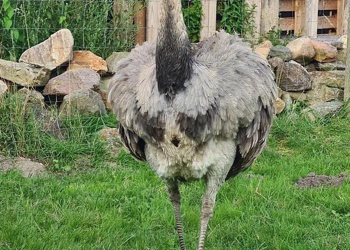 Apartment Naturhof Buschwiesen - Nandu Wilsum
